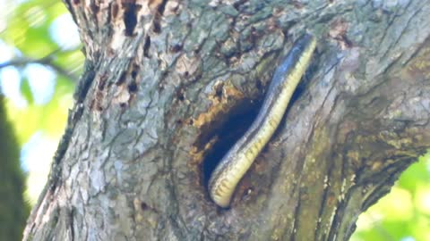 Gray Rat Snake Coming Out of a Tree Hole
