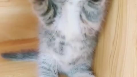 Very honey cute kitten