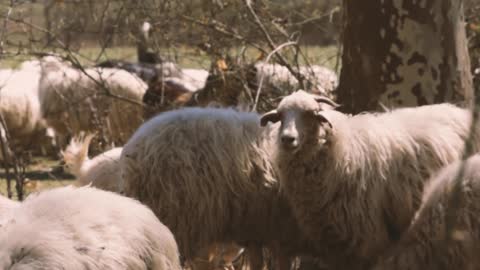 video-of-a-sheep-under-the-tree