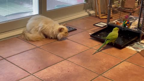 Ragdoll Cat Flirting with the Ringneck Parrot 💞