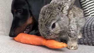 Black dog and grey bunny share eat a carrot