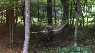 Bear Has a Relaxing Swing in Backyard Hammock
