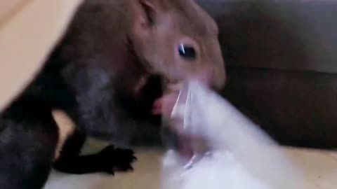 [Squirrel] Big Brother, don't make it look like I'm abusing you and not giving you food.