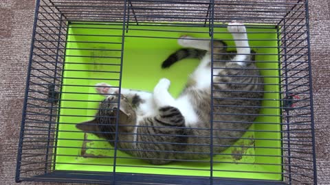 Baby Cat Chases His Tail in the Hamster Cage