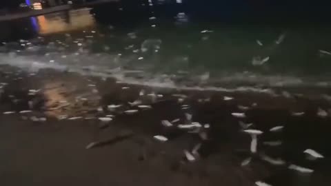 Mysterious mass of fish jumping above water near Shantou City shoreline in China