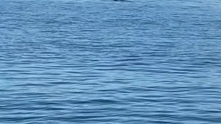 Wild Orca Brings a Gift