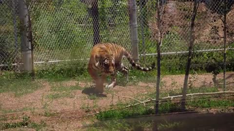 Unique Tigers Collection 8K HDR 60FPS ULTRA HD