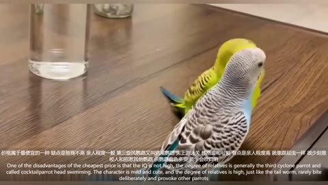 Funny and cute animals: Which of these five cute parrots do you like?