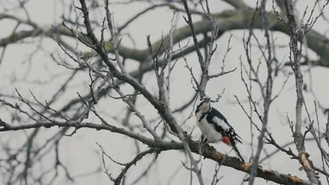 Woodpecker on a leafless tree punching in a branch - slo mo