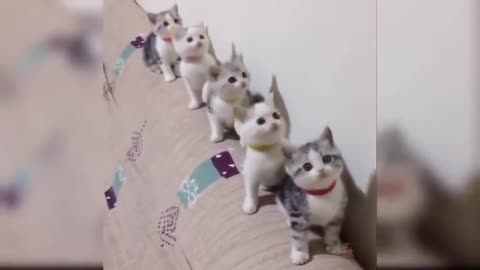 Group singing kittens.