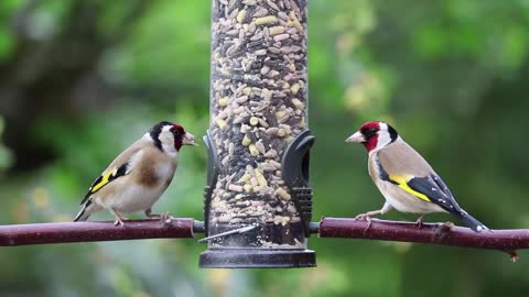 Two beautiful birds eating food