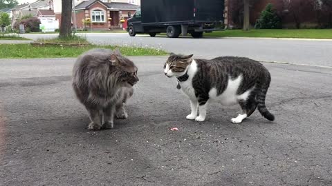 Cats about to fight...just not