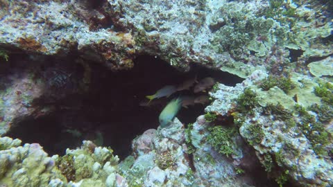 Nice video of various fish in a cave, Gun Beach, Guam