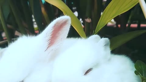 Rabbits Resting
