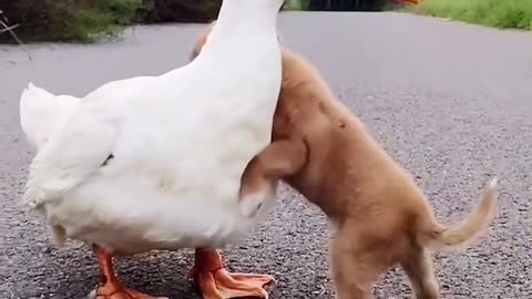 Pet dogs and ducklings