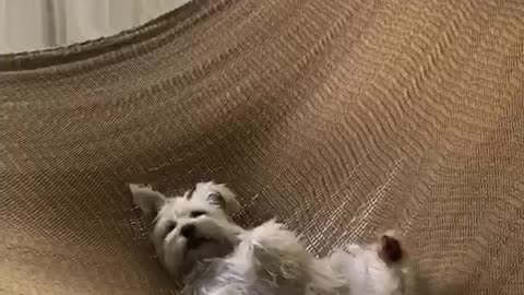 Small white dog relaxing on brown knitted hammock