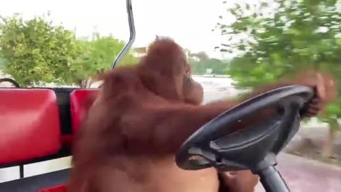 Amazing Orangutan driving golf cart like in The Sopranos.