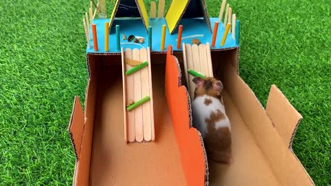 challenge of maze to hamsters