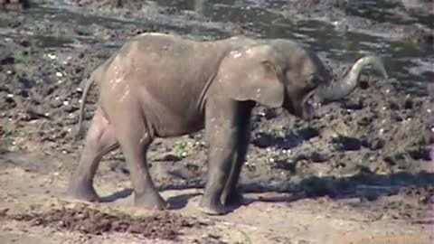 Female Elephants come to help young elephant after a distress call