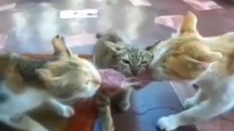 funny cats fighting for fish