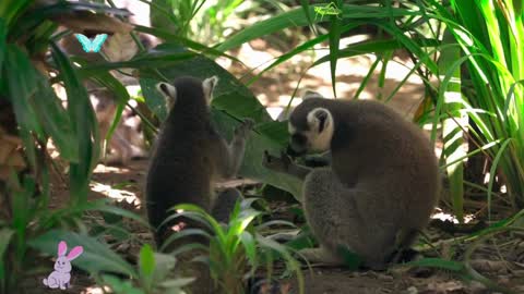 family together lemur