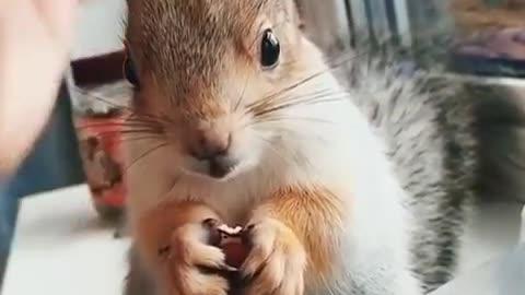 🔴Beautiful squirrel eats acorns🐿️