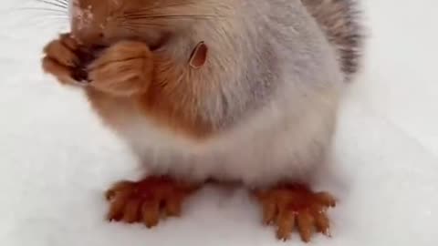 Beautiful Bunny Eating Hazel Nut,s on Snow...