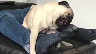 Pug makes hilarious noises trying to tame owner's foot
