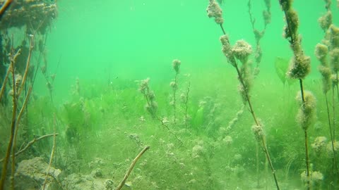 White Stone Quarry Underwater Plants Treasure exploring