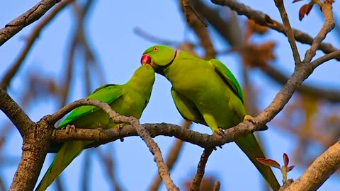 Vernal hanging parrot #reels #reelsvideo #reels #trendingreels #viral #wildlifephotography