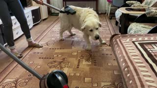 Golden Retriever Loves Getting Groomed