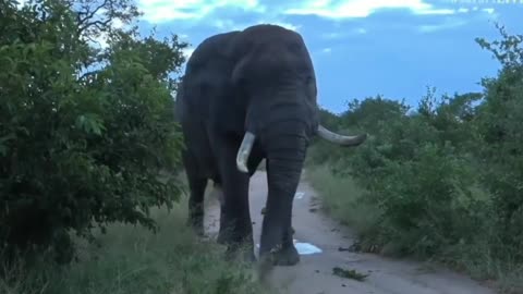 Very large Elephant Bull in full musth with james hendry