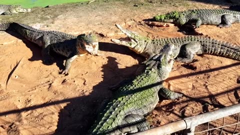 Crocodiles- Fighting