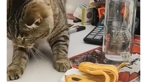 Cat funny video clips 🐱🤣🤣🤣