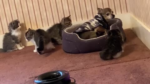 Dog Overwhelmed by Curious Kittens