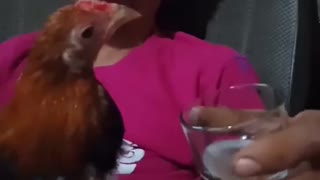 Rooster Likes His Whiskey