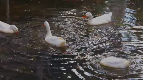 Ducks Swimming