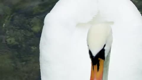 Most Beautiful Swan