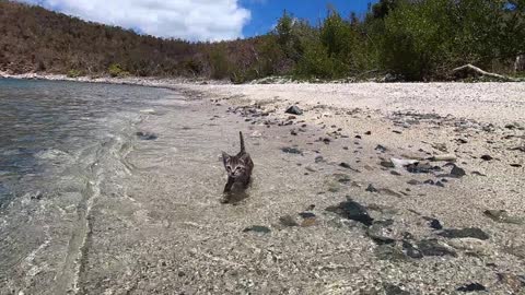 Swimming kitty