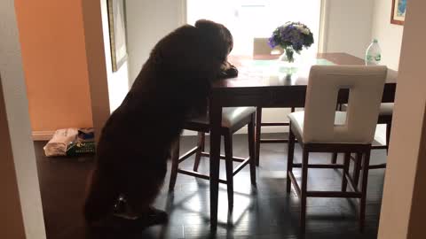 Newfoundland seeks out snack left on table