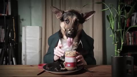 Professional Dog it's his Breakfast Time | ViralBoySanju
