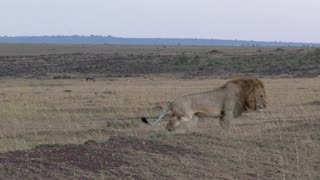 King Lion stretching in the Savana