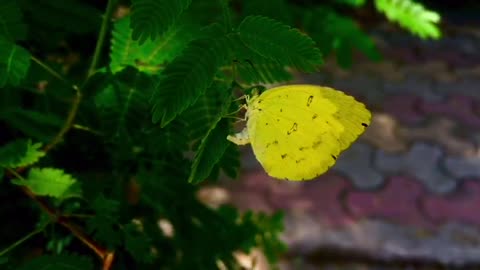 A Beautiful yellow butterfly don't want to fly.