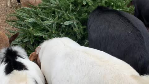 Goats Munch on Christmas Tree