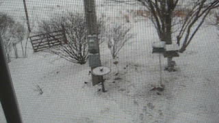 Busy bird feeding station