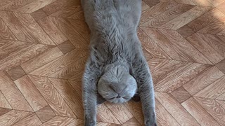 Super Relaxed Kitty Lays on Her Back