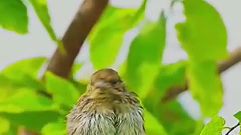 It seems like the bird is dancing