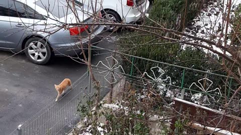 Cat Climbs Frozen Tree To Get Home