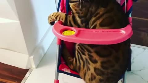 This cat loves going for rides in a child's stroller