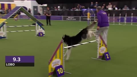 ‘Lobo’ the Siberian Husky goes off script in the 24 inch class of agility competition _ FOX SPORTS